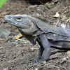 Spiny-tailed Iguana