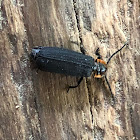 Net Winged Beetle