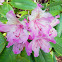 Rhododendron