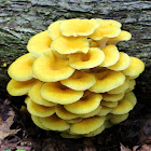 Golden Oyster Mushrooms