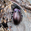 Violet Ground Beetle