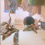 Meerkat75 Café - 75度獴(小巨蛋店)