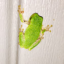 Gray/Cope's Gray Tree Frog