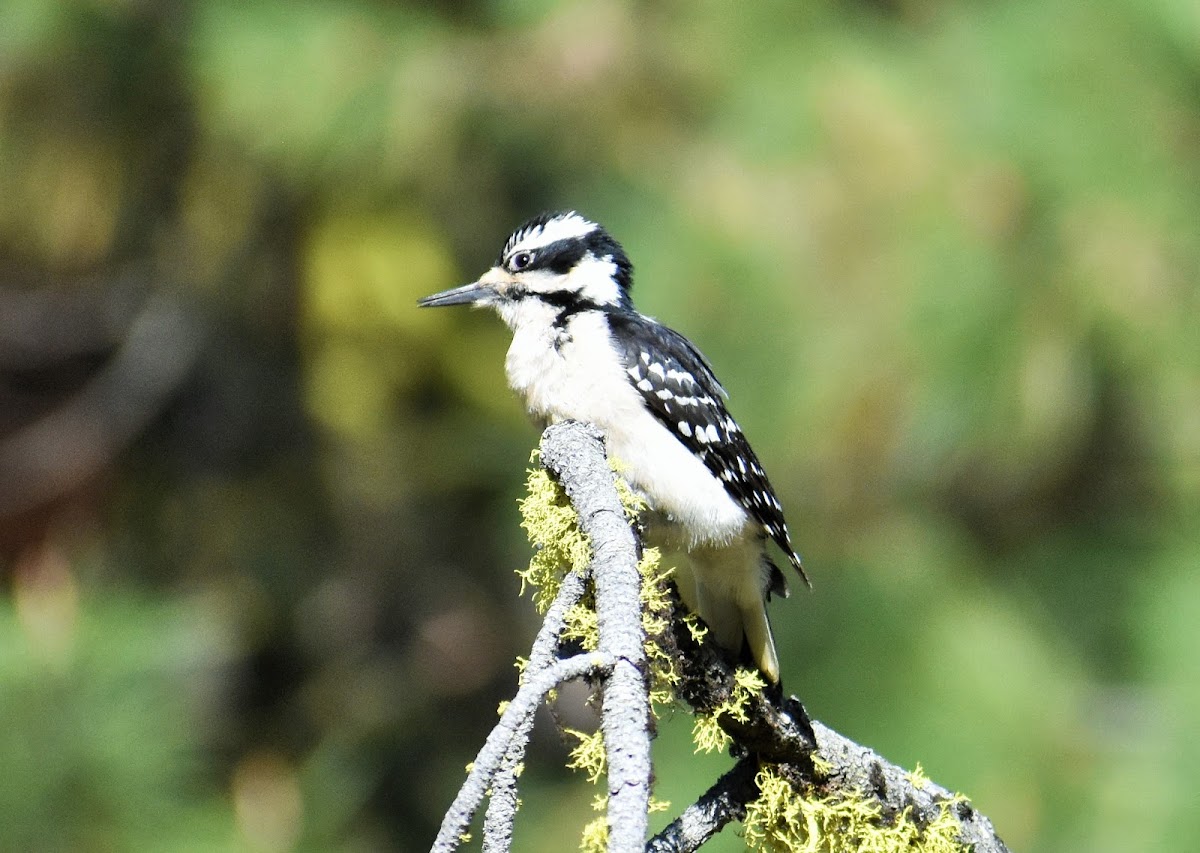 Hairy woodpecker (female)