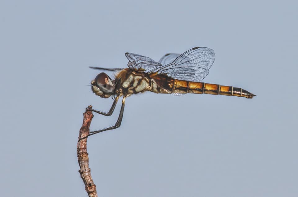 Marl Pennant Dragonfly