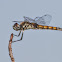 Marl Pennant Dragonfly