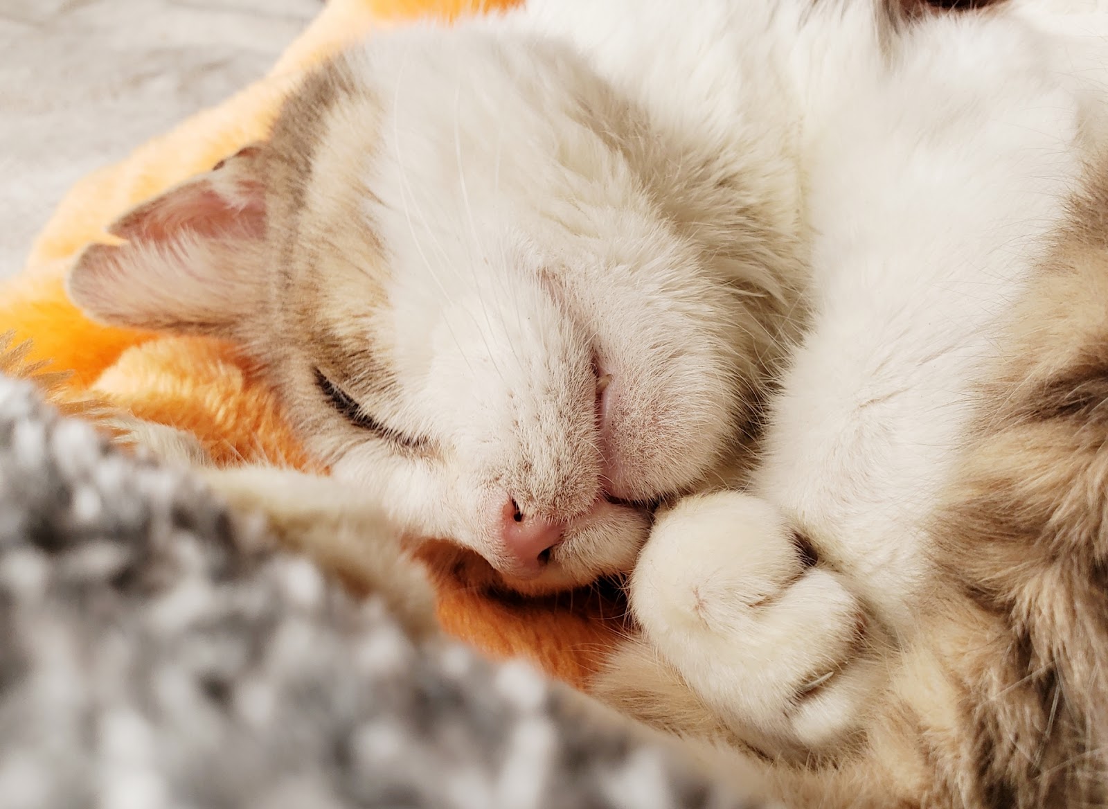 猫の手はイラナイ 初心者向けラケットの握り方と練習方法 愛知 名古屋 Kokacareバドミントン教室 スクール コカケア