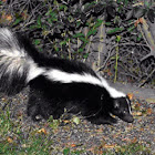 Skunk