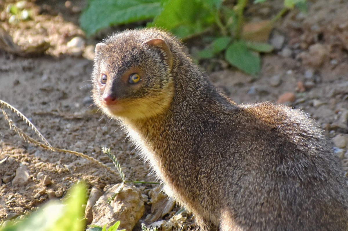 Indian Grey Mongoose ( न्याउरी-मुसा )