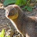 Indian Grey Mongoose ( न्याउरी-मुसा )