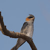 Crested Treeswift