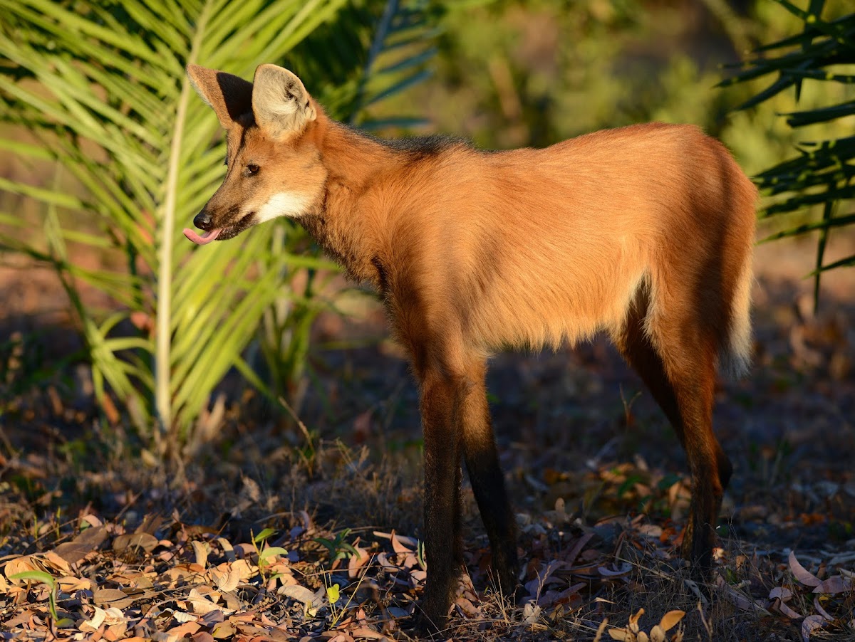 Maned Wolf