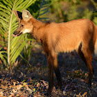 Maned Wolf