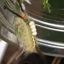 white-marked tussock moth caterpillar