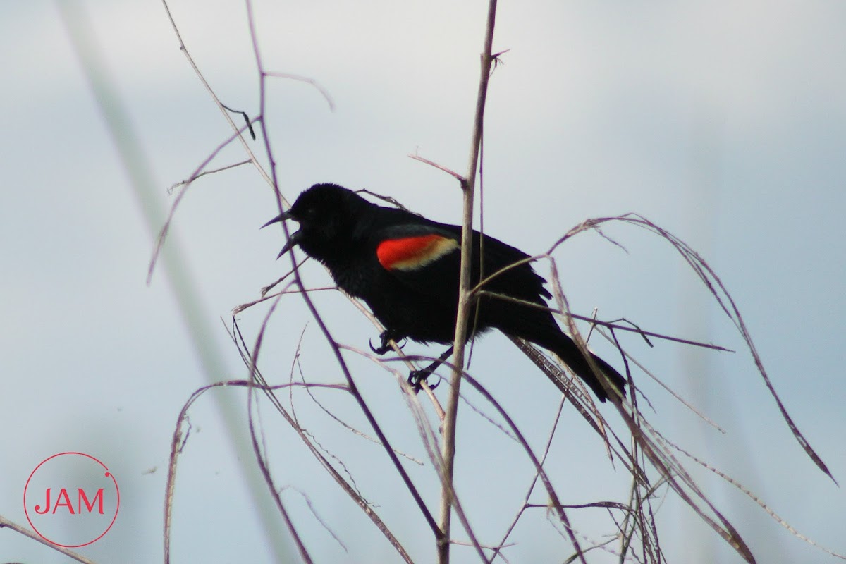 Red-winged Blackbird