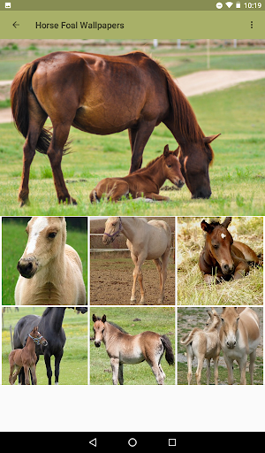 Beautiful Horse Wallpapers