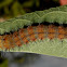 Cracker butterfly Caterpillar