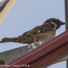 Tree Sparrow; Gorrión Molinero