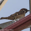 Tree Sparrow; Gorrión Molinero