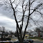 American Elm