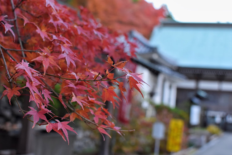 ヴィッツの紅葉と愛車・紅葉はまだ早かった・単焦点レンズ・車熱低下中・モチベーション上げたいに関するカスタム事例の投稿画像3枚目