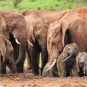 Herd of wild elephants