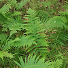 Southern shield fern