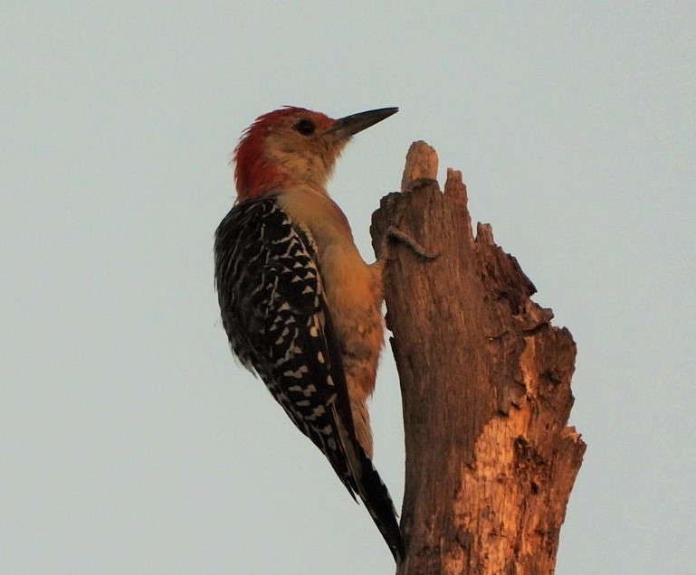 Red-bellied woodpecker