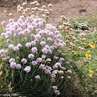 Sea Thrift