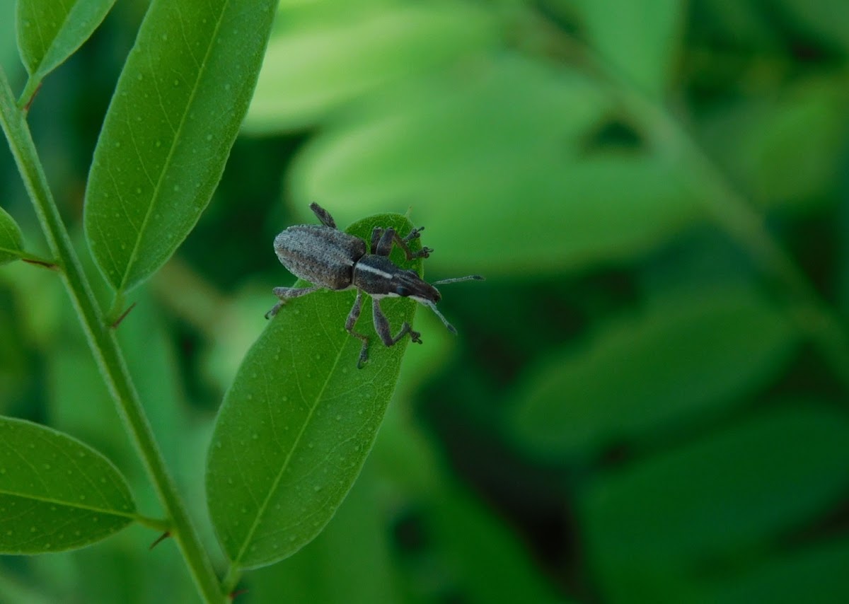 Broad-nosed Weevil