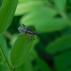 Broad-nosed Weevil