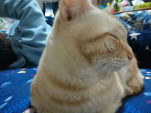 ポポボール