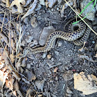 Gopher Snake