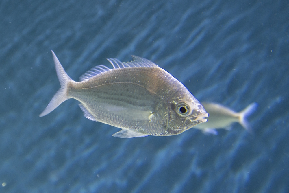 Shiner Surfperch