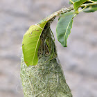 baya weaver