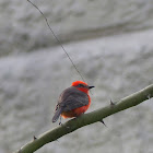 vermillion Flycatcher (m)