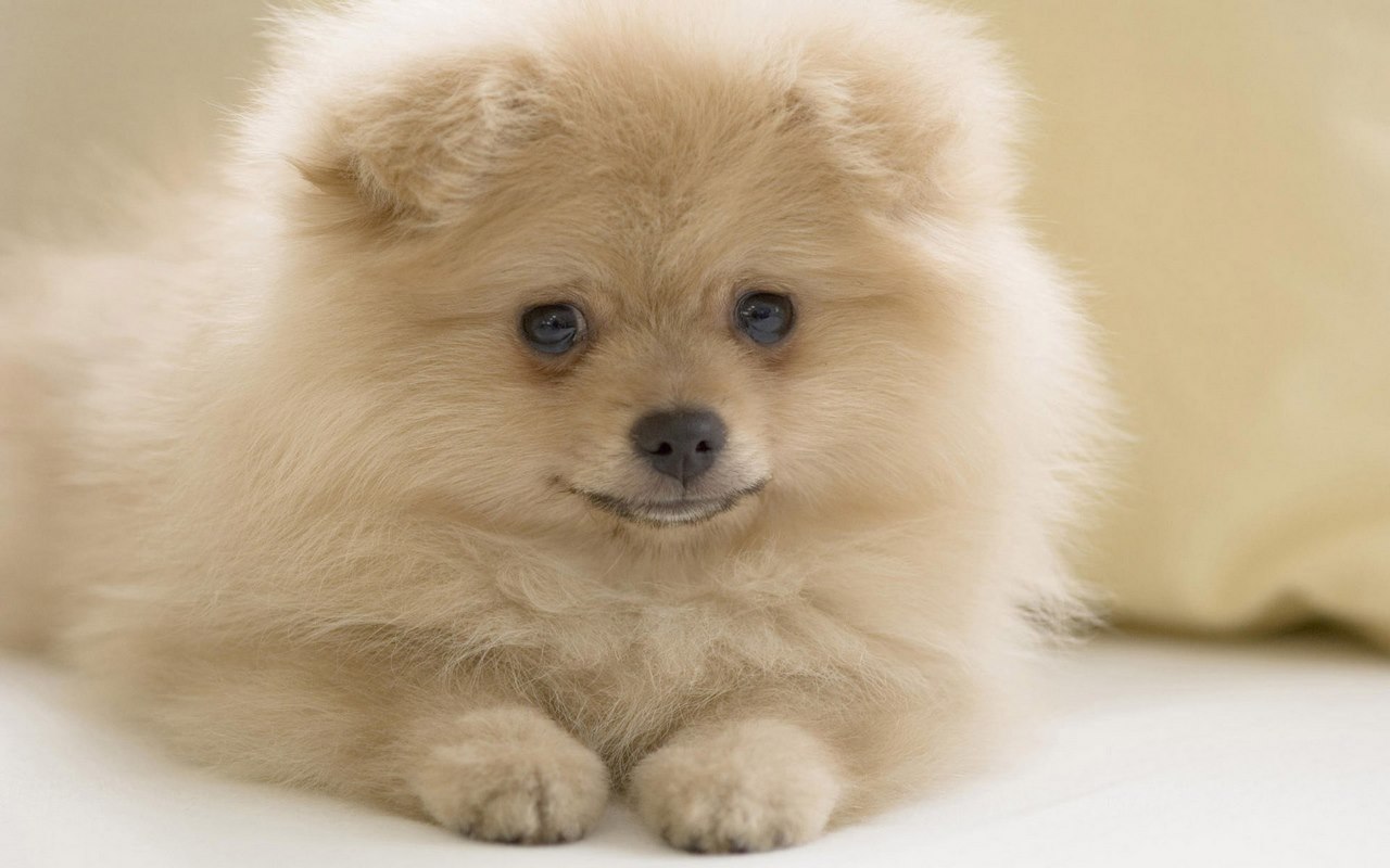 Pomeranian Wallpaper Preview image 6