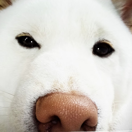 動物園から脱走したゴリラ