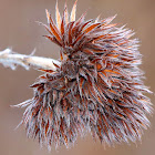 Roundhead Bushclover