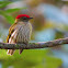 Striped Manakin