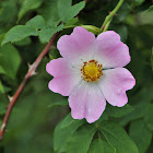 Dog Rose