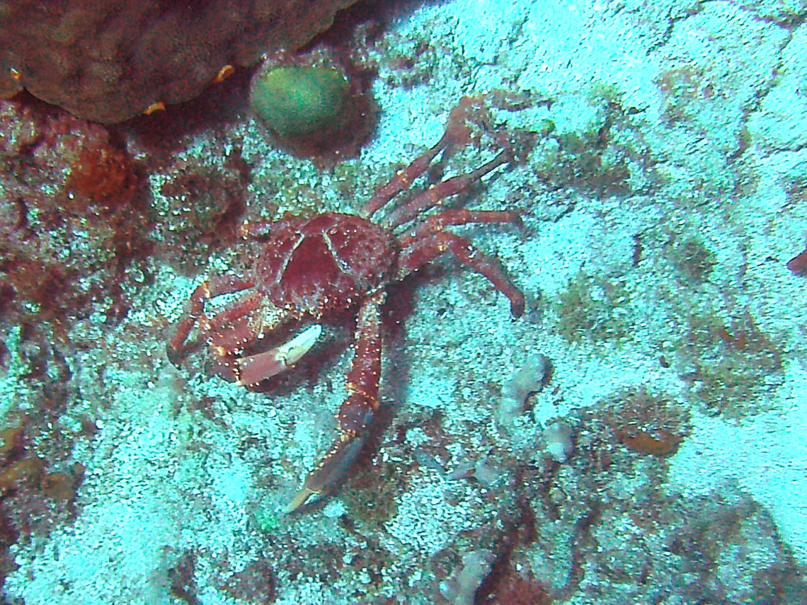 Channel Clinging Crab