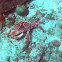 Channel Clinging Crab