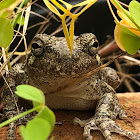 Toad