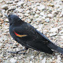 Red-winged Blackbird