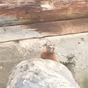 Yellow Bellied Marmot