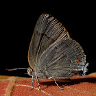 Marius Hairstreak