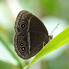 Plain Bushbrown