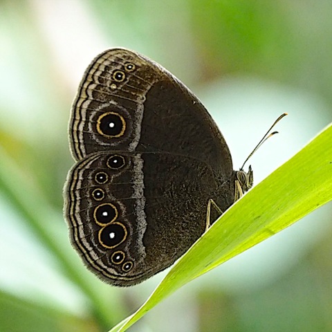 Plain Bushbrown