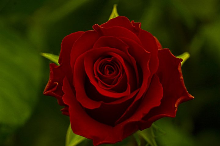 Rosa rossa di mama72